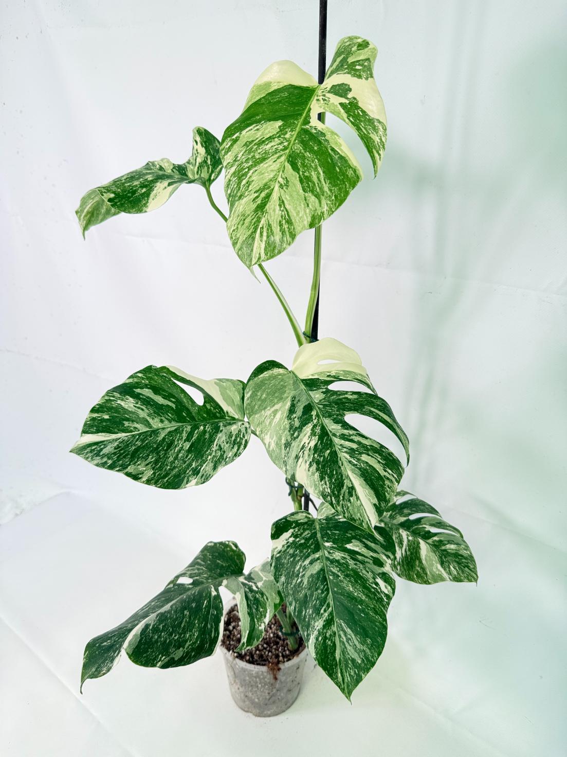 Monstera Albo Variegata XL 03