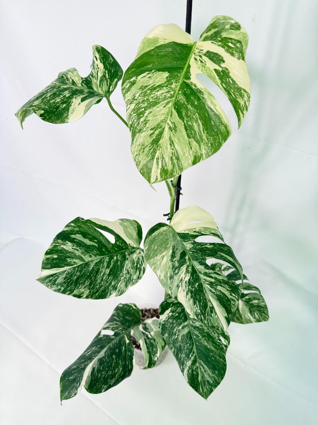 Monstera Albo Variegata XL 04