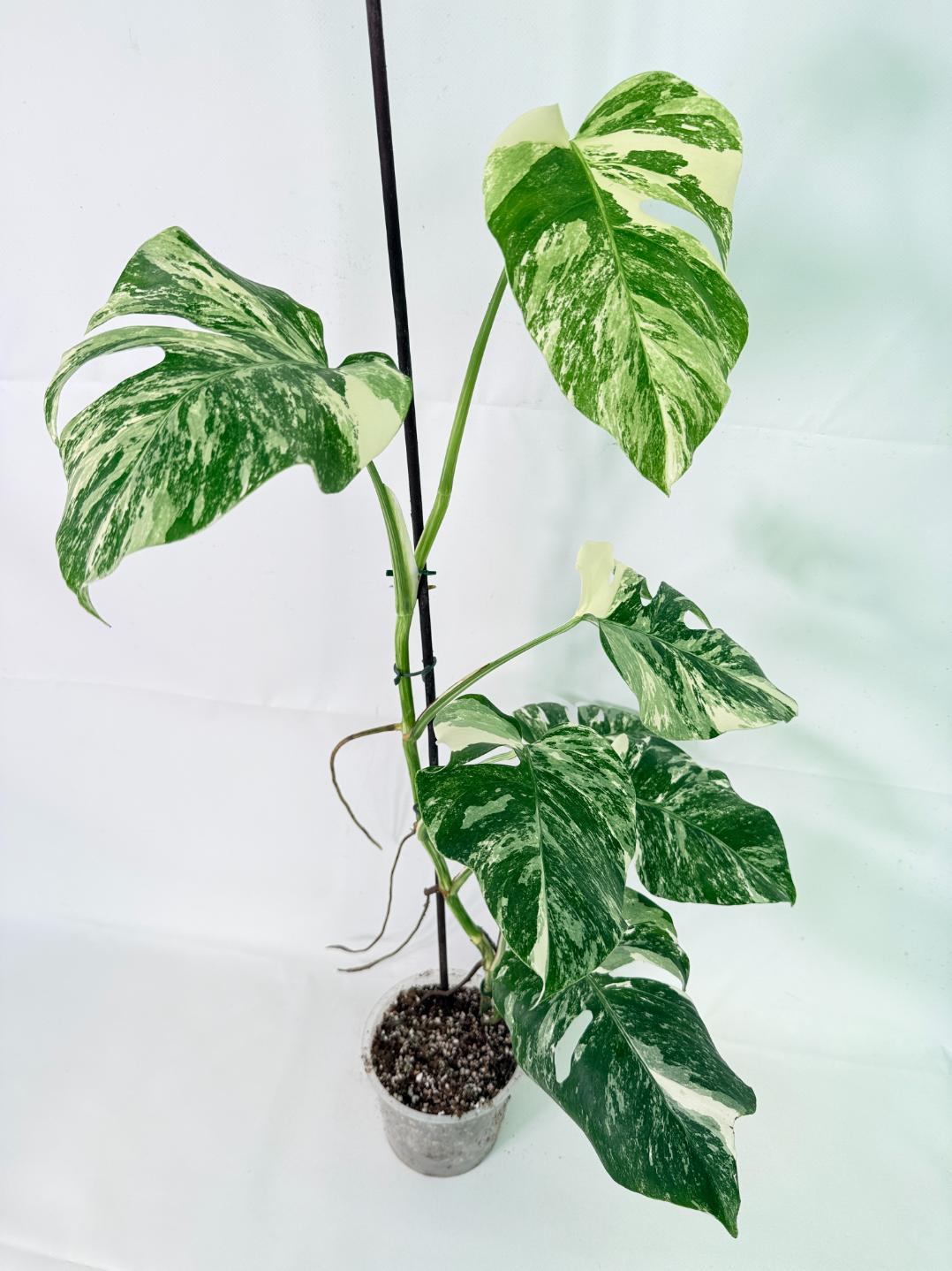 Monstera Albo Variegata XL 05