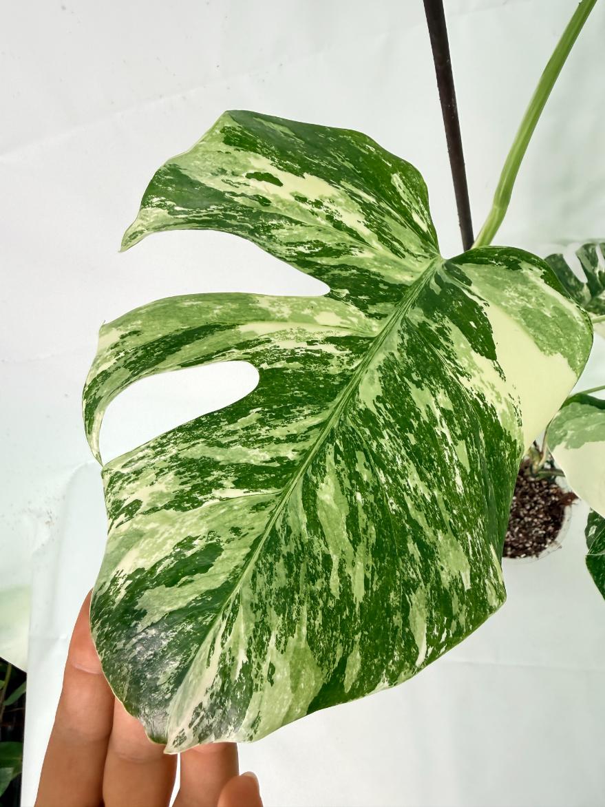 Monstera Albo Variegata XL 06
