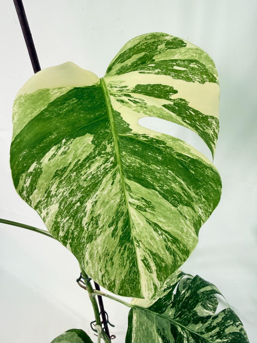 Monstera Albo Variegata XL 07