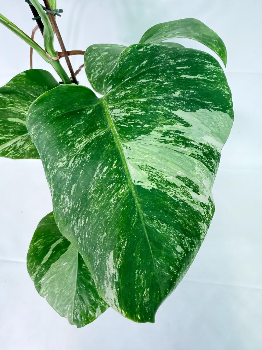 Monstera Albo Variegata XL 09