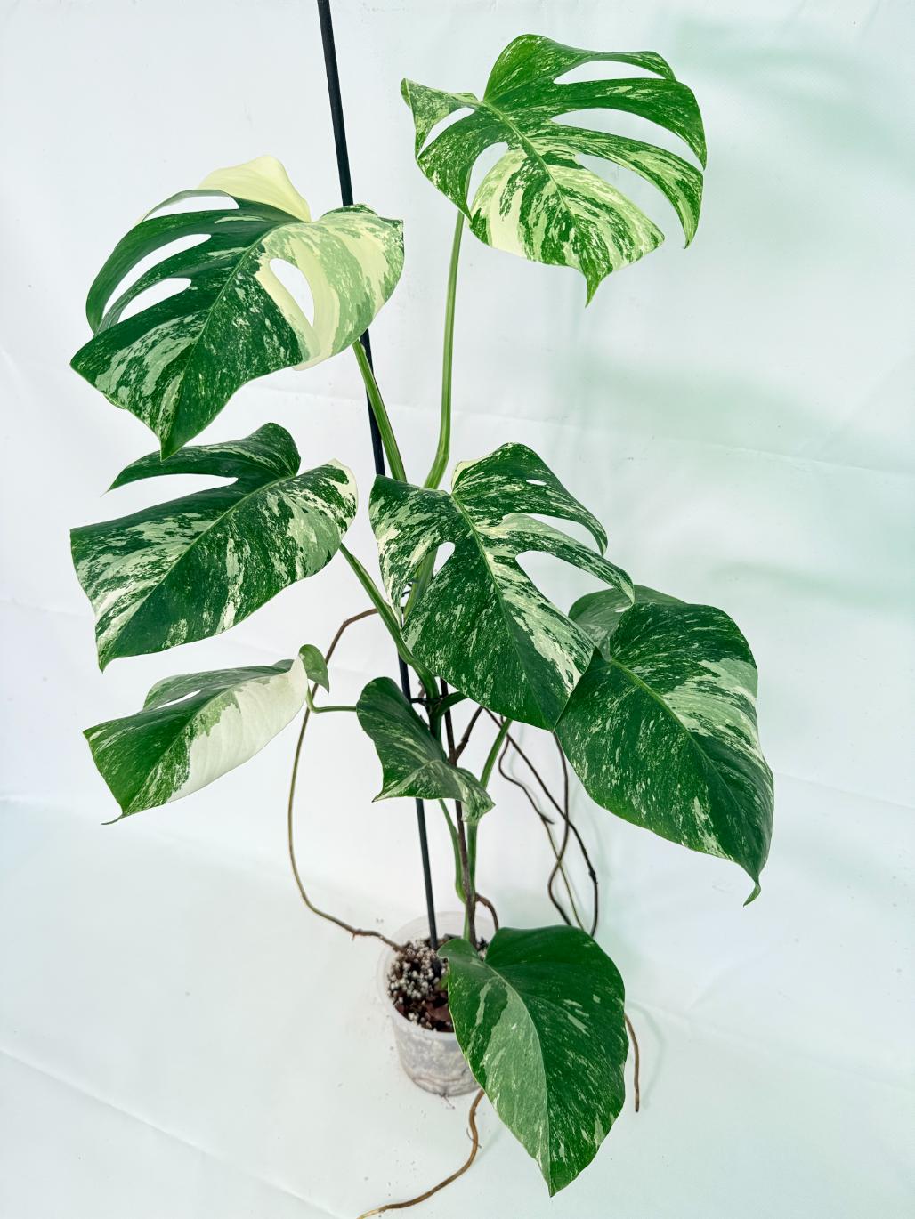 Monstera Albo Variegata XL 10