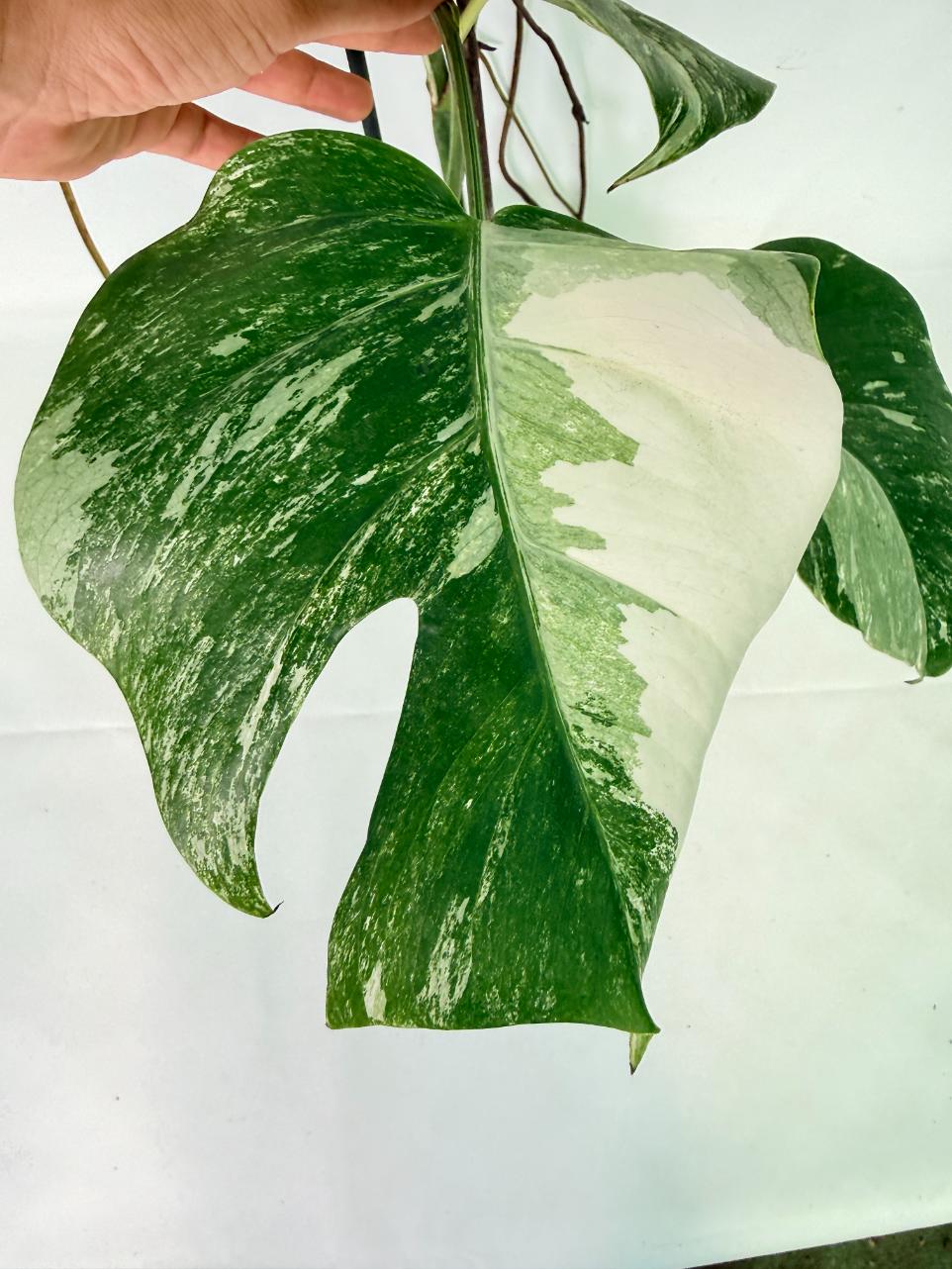 Monstera Albo Variegata XL 11