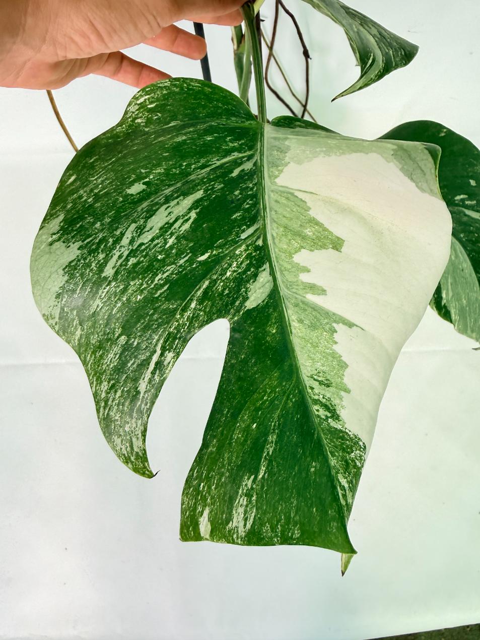 Monstera Albo Variegata XL 12