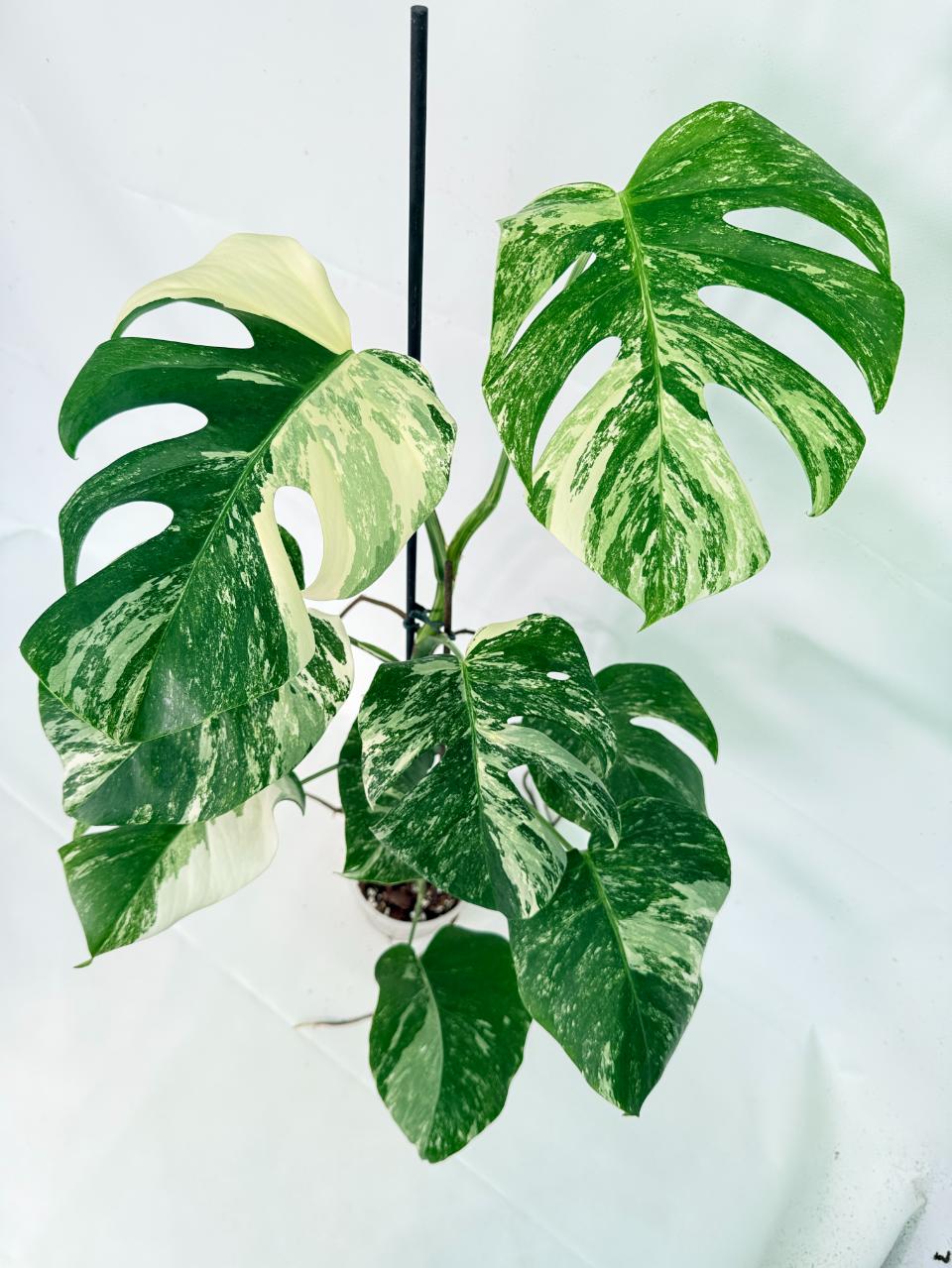 Monstera Albo Variegata XL 13