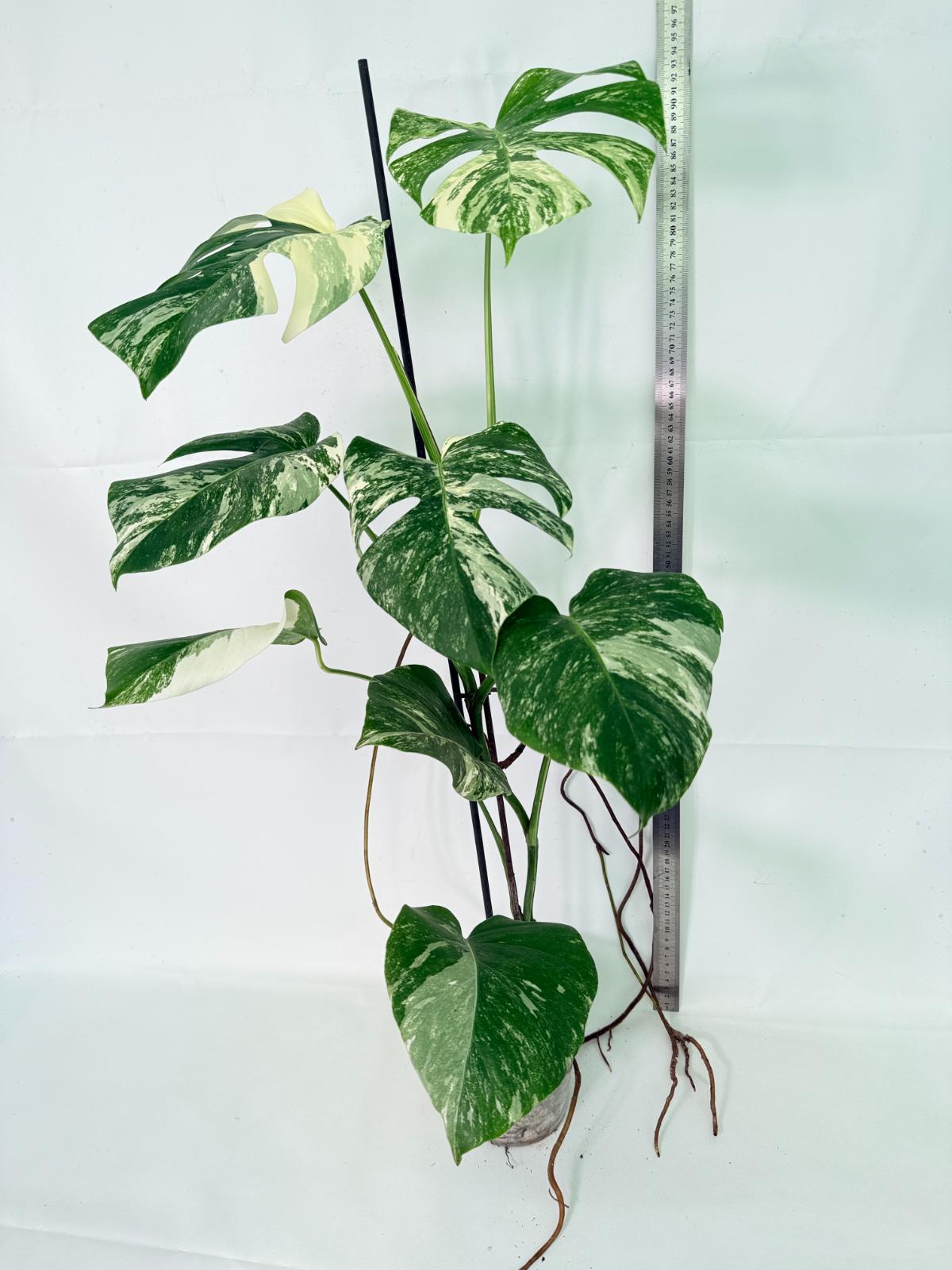 Monstera Albo Variegata XL 01