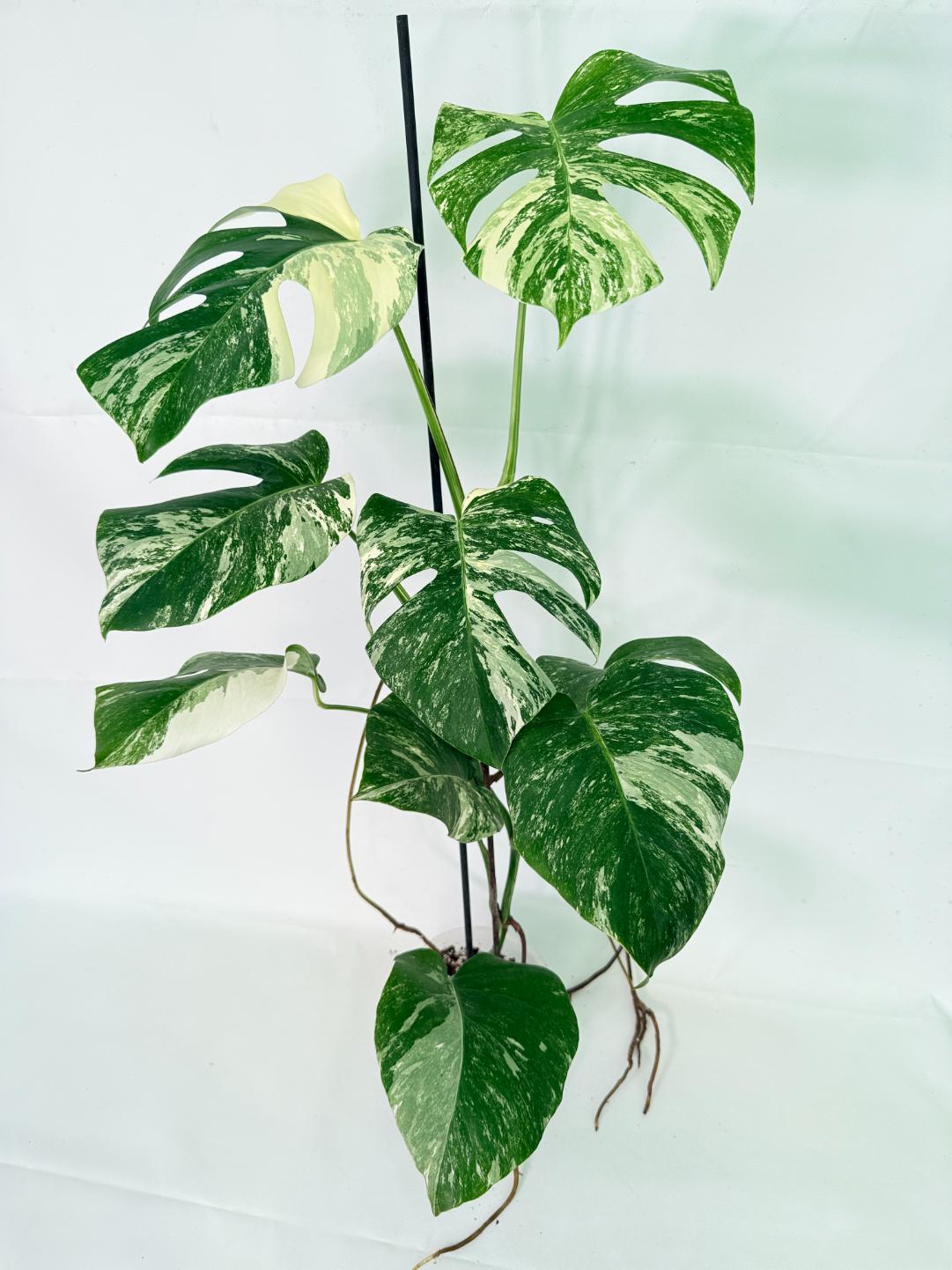 Monstera Albo Variegata XL 02