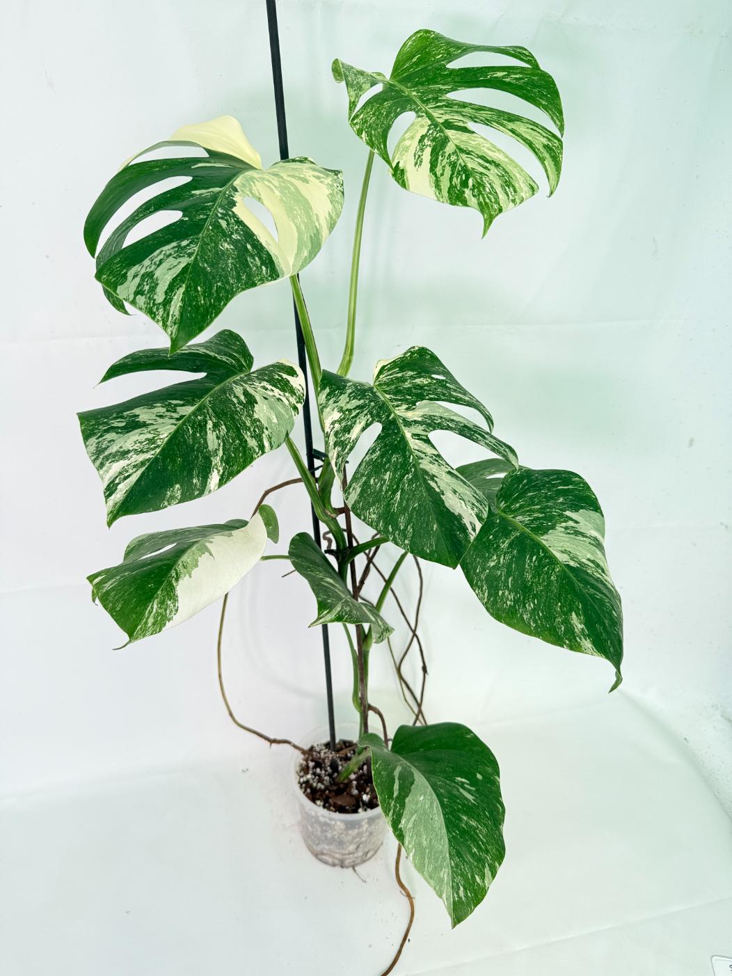 Monstera Albo Variegata XL 03