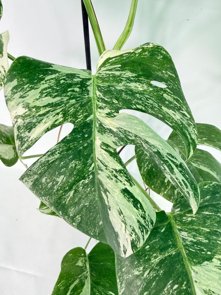 Monstera Albo Variegata XL 04