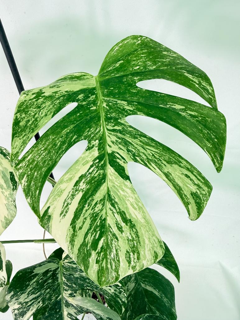Monstera Albo Variegata XL 05
