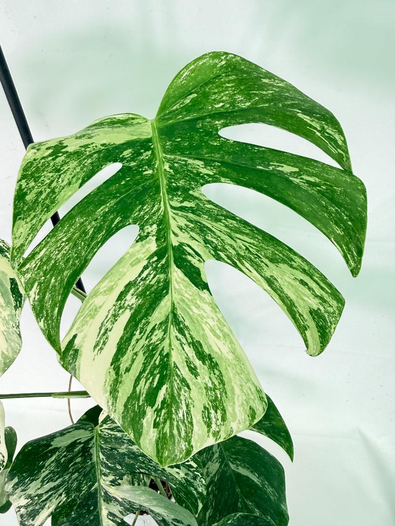 Monstera Albo Variegata XL 06