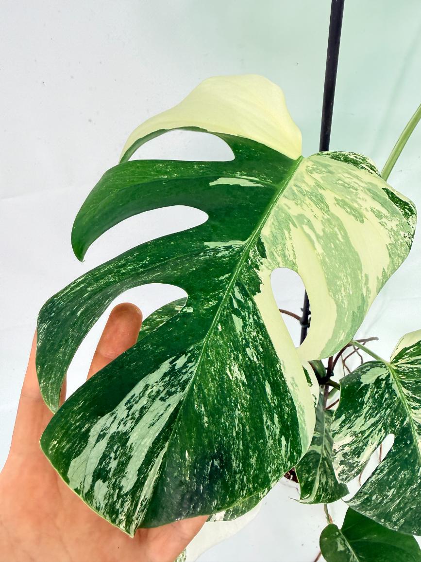 Monstera Albo Variegata XL 07