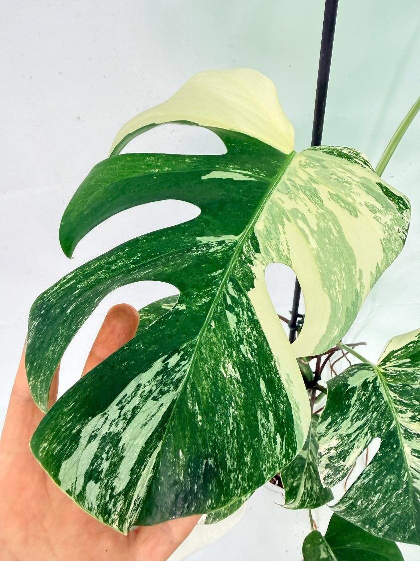 Monstera Albo Variegata XL 08