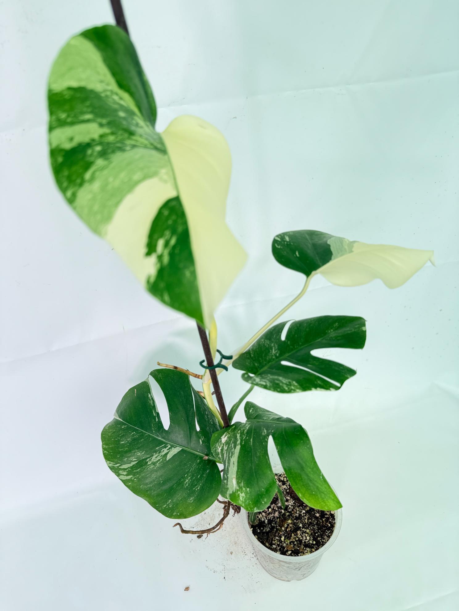 Monstera Albo Variegata XL 09