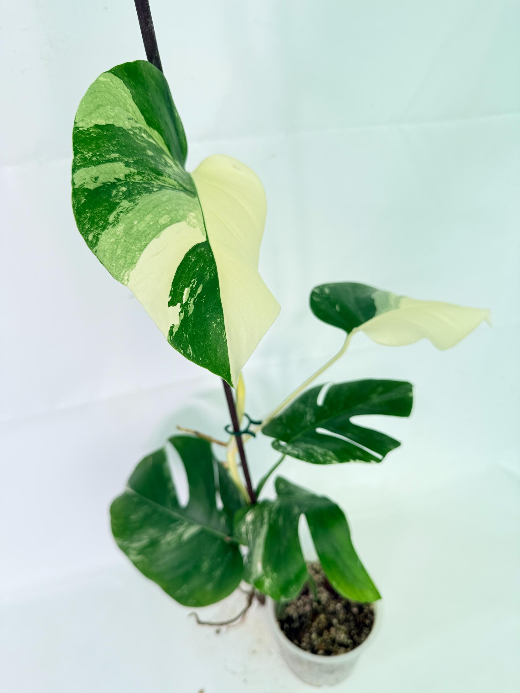 Monstera Albo Variegata XL 09