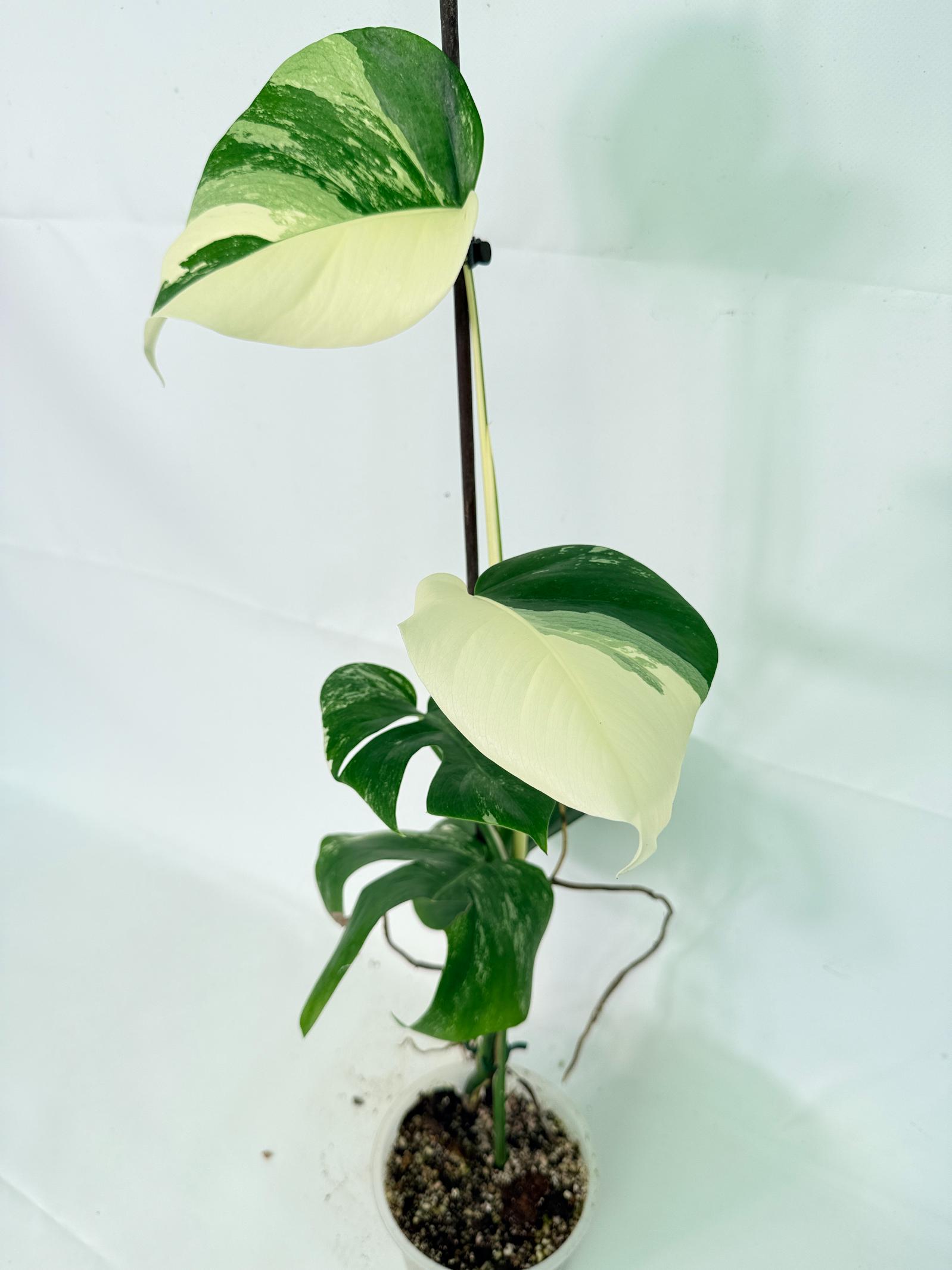 Monstera Albo Variegata XL 10