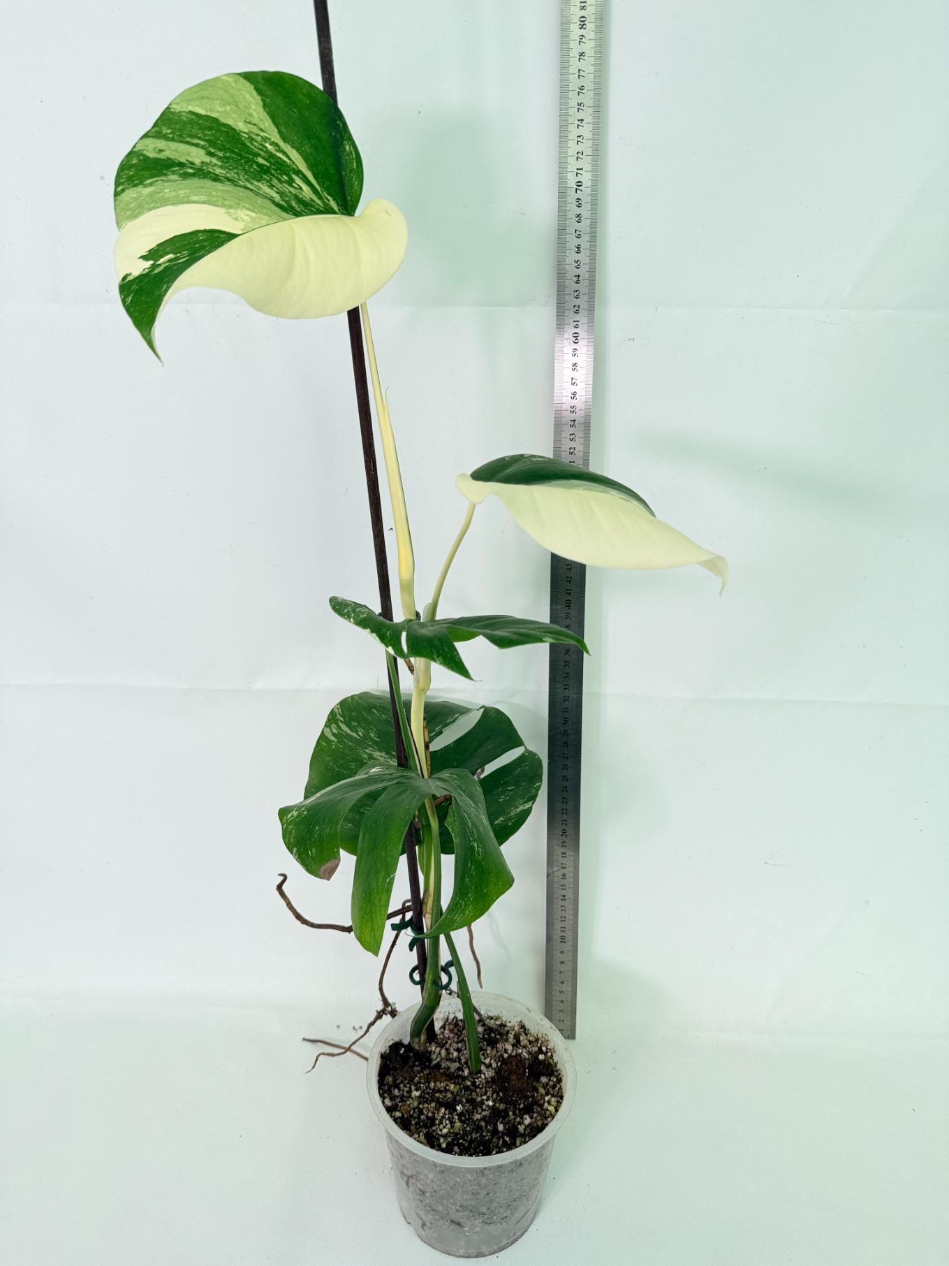Monstera Albo Variegata XL 01