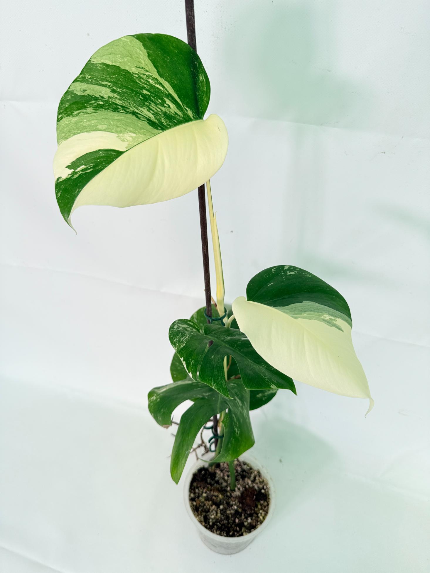 Monstera Albo Variegata XL 02