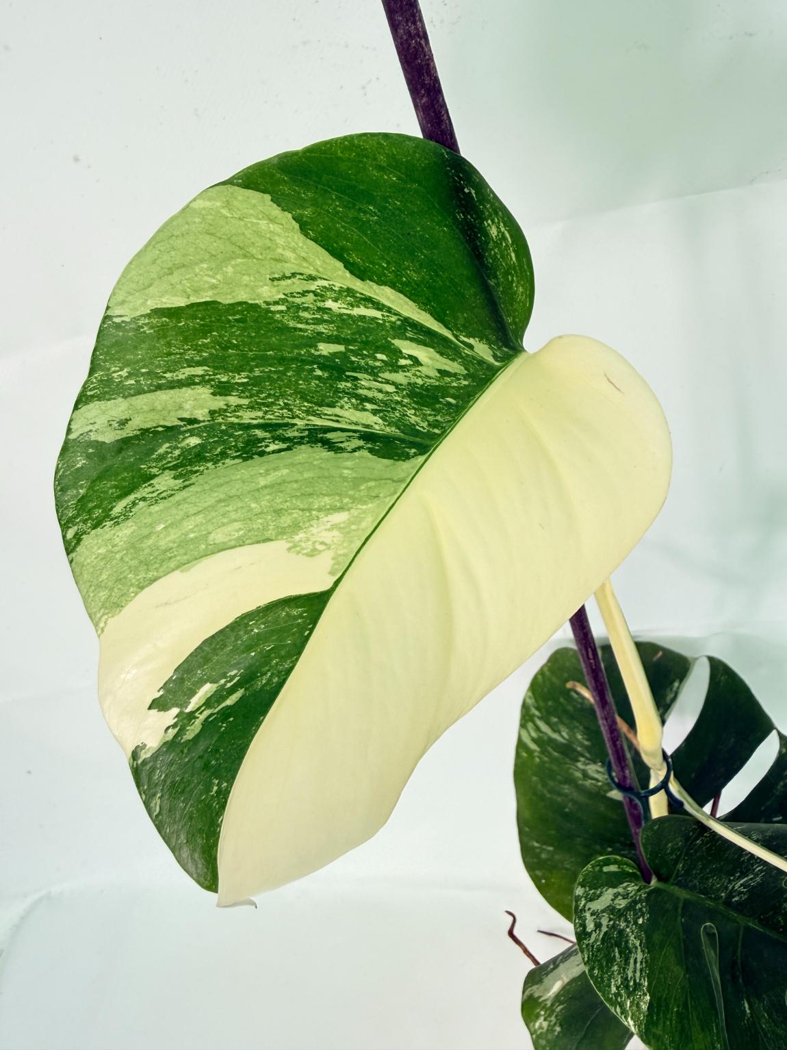 Monstera Albo Variegata XL 03