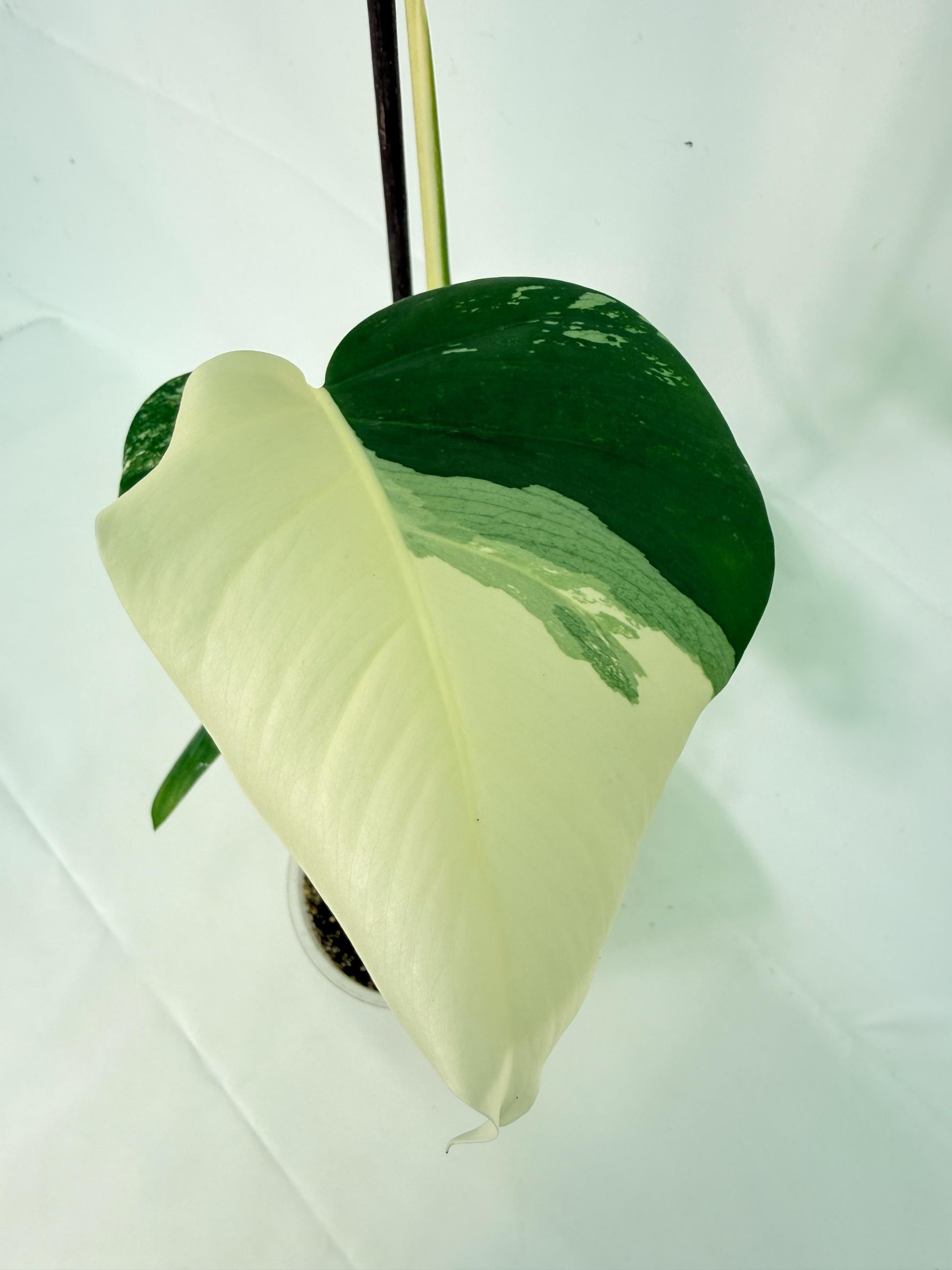 Monstera Albo Variegata XL 04