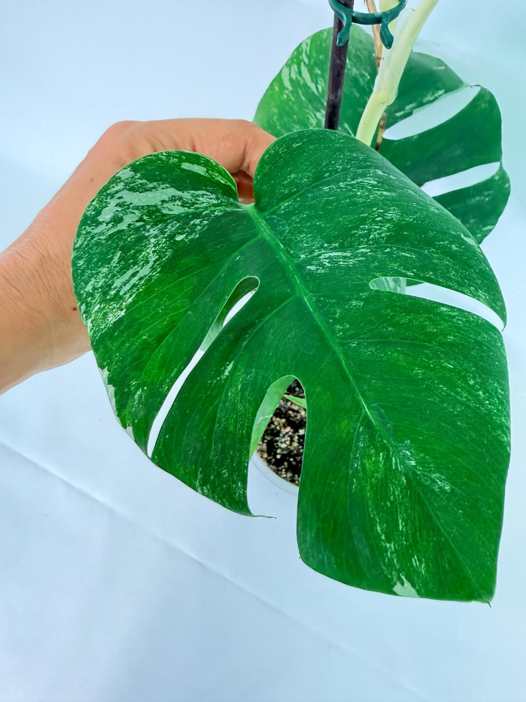 Monstera Albo Variegata XL 05