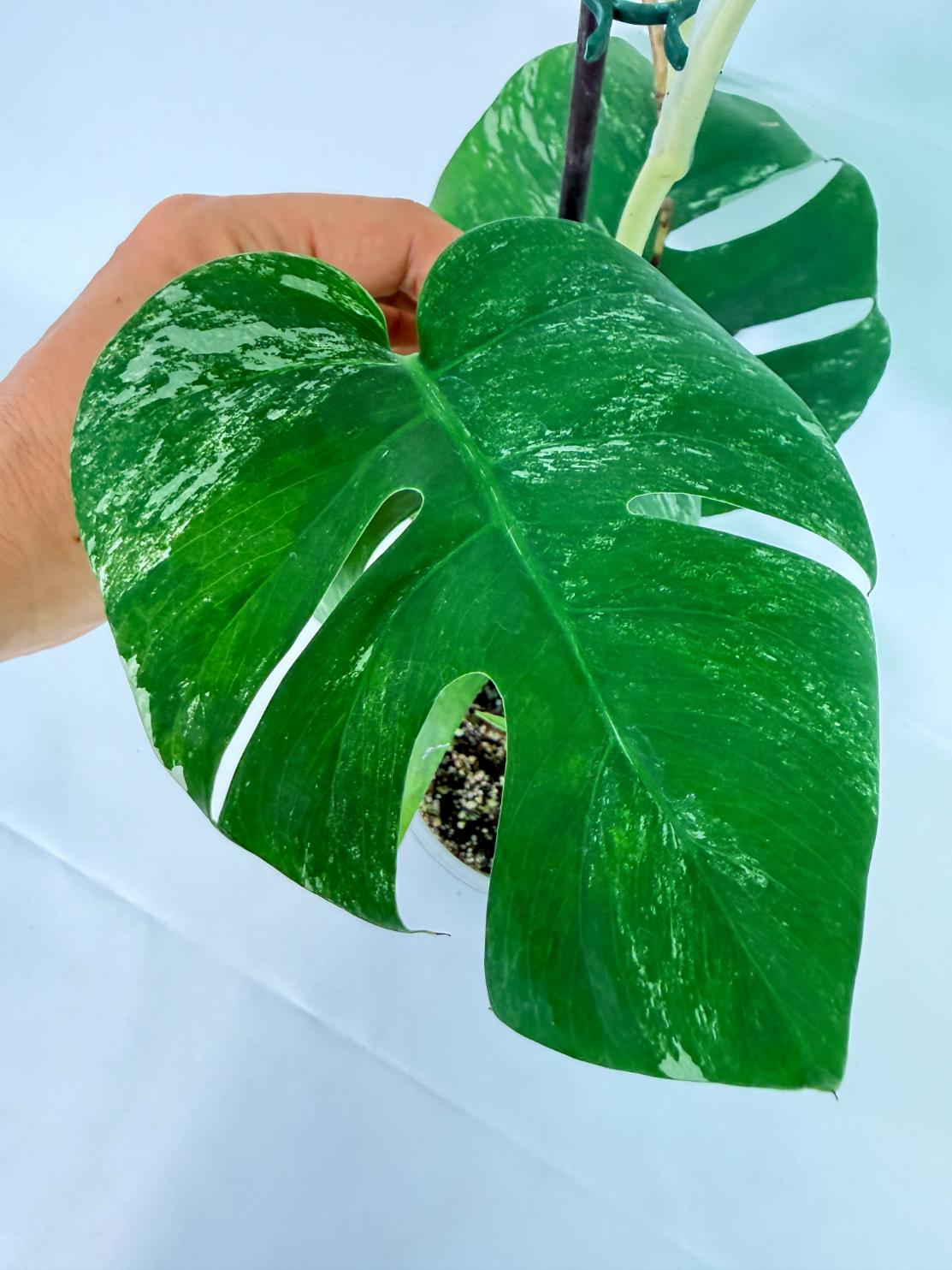 Monstera Albo Variegata XL 06