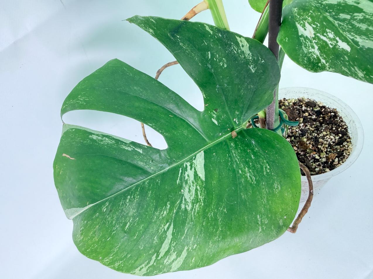 Monstera Albo Variegata XL 07