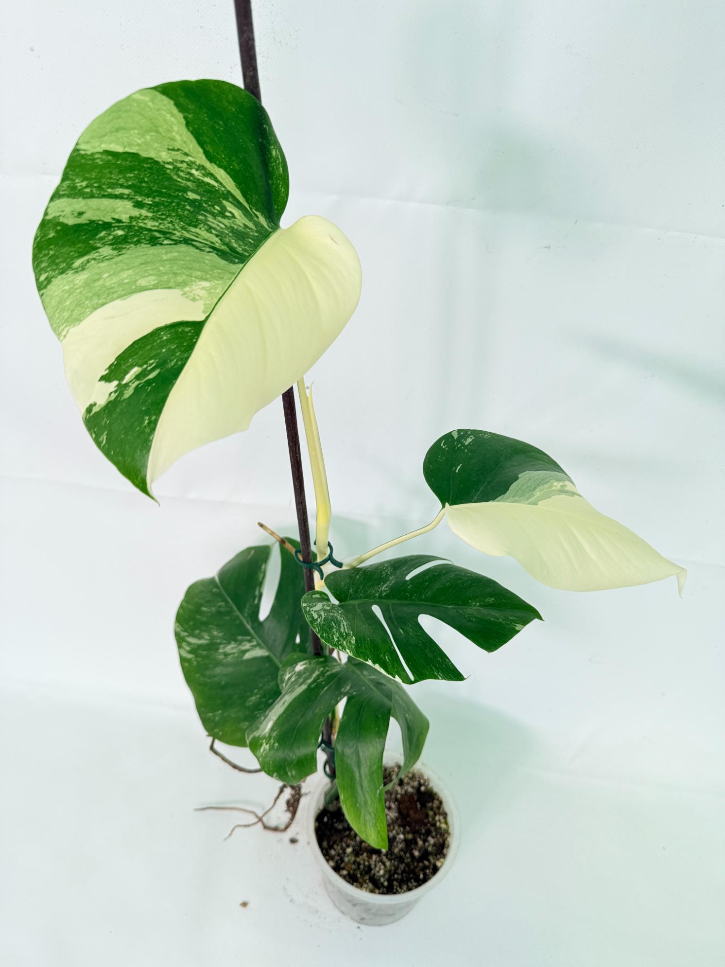 Monstera Albo Variegata XL 08
