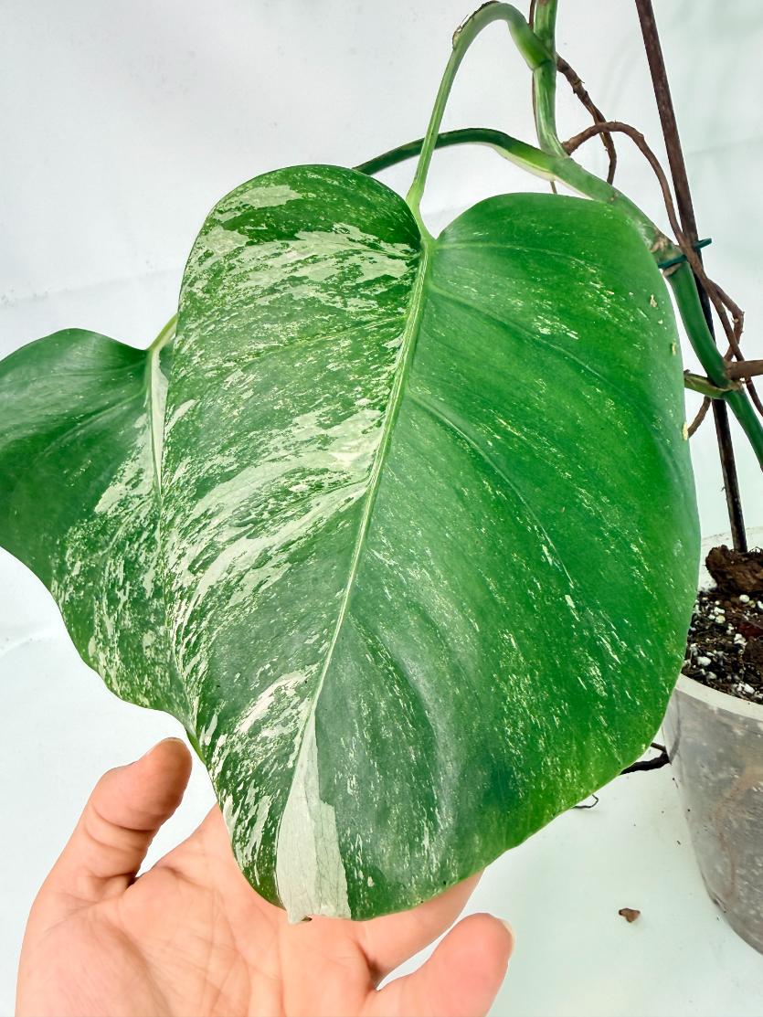Monstera Albo Variegata XL 09