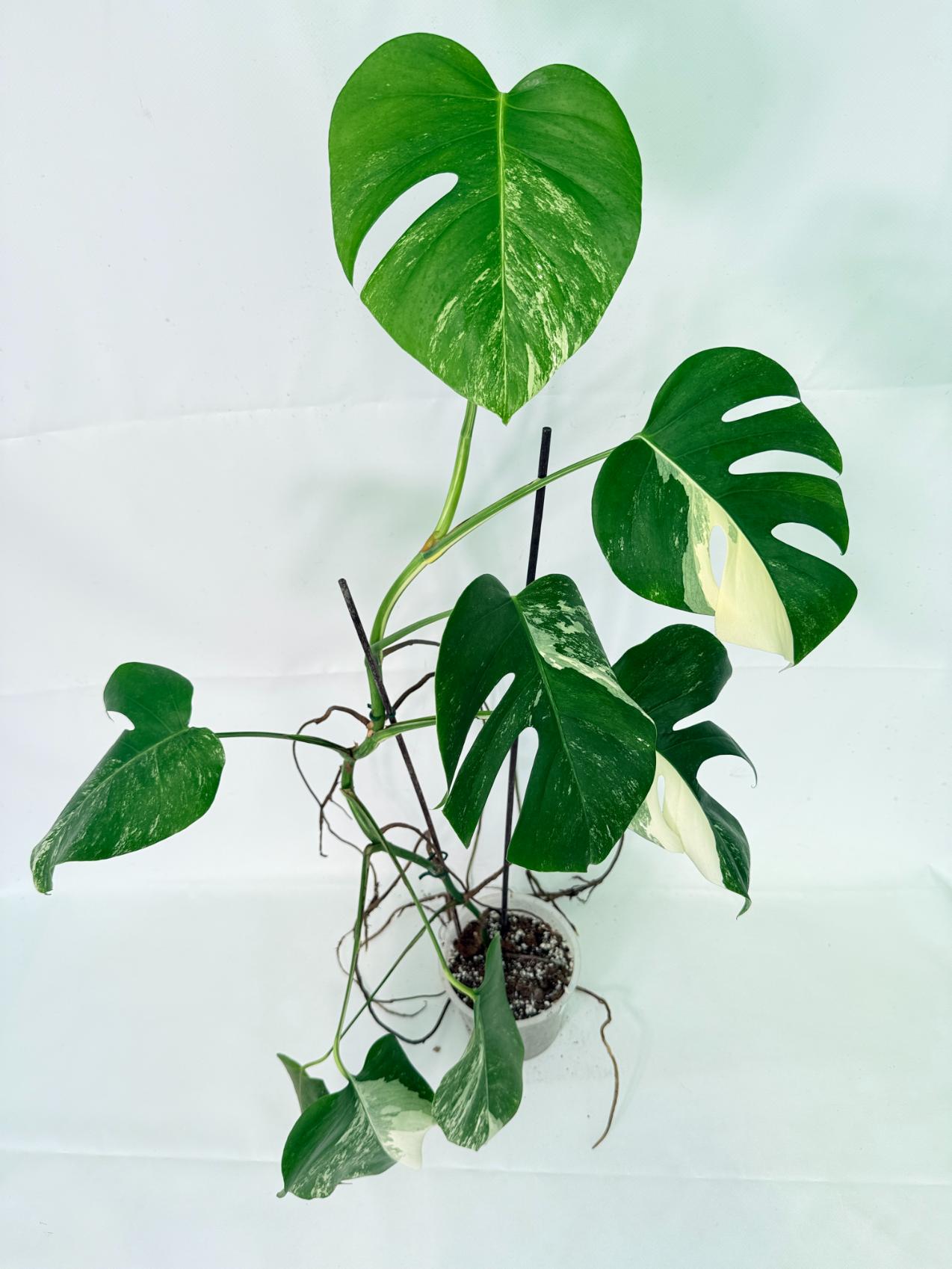 Monstera Albo Variegata XL 10