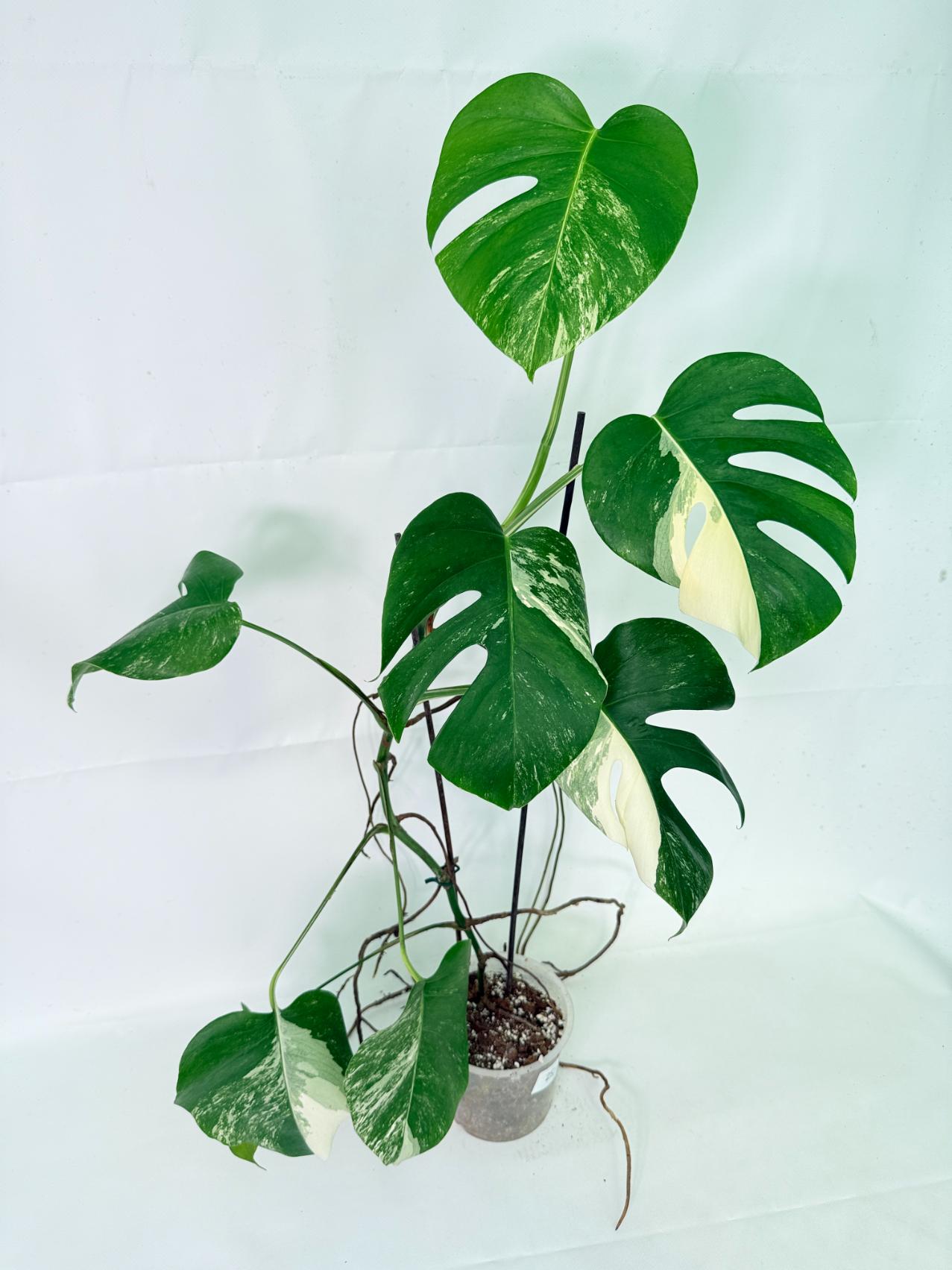 Monstera Albo Variegata XL 02