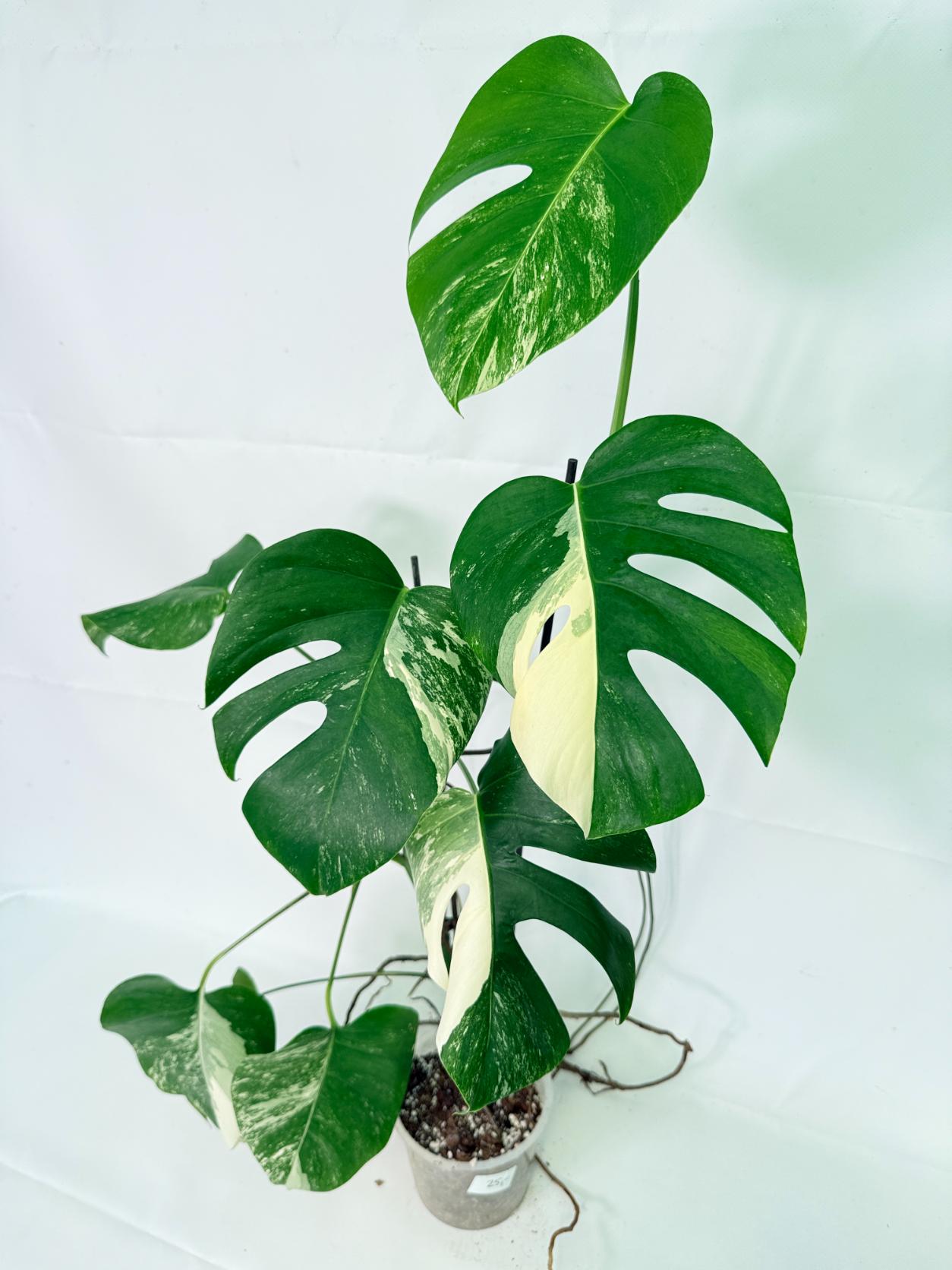 Monstera Albo Variegata XL 03