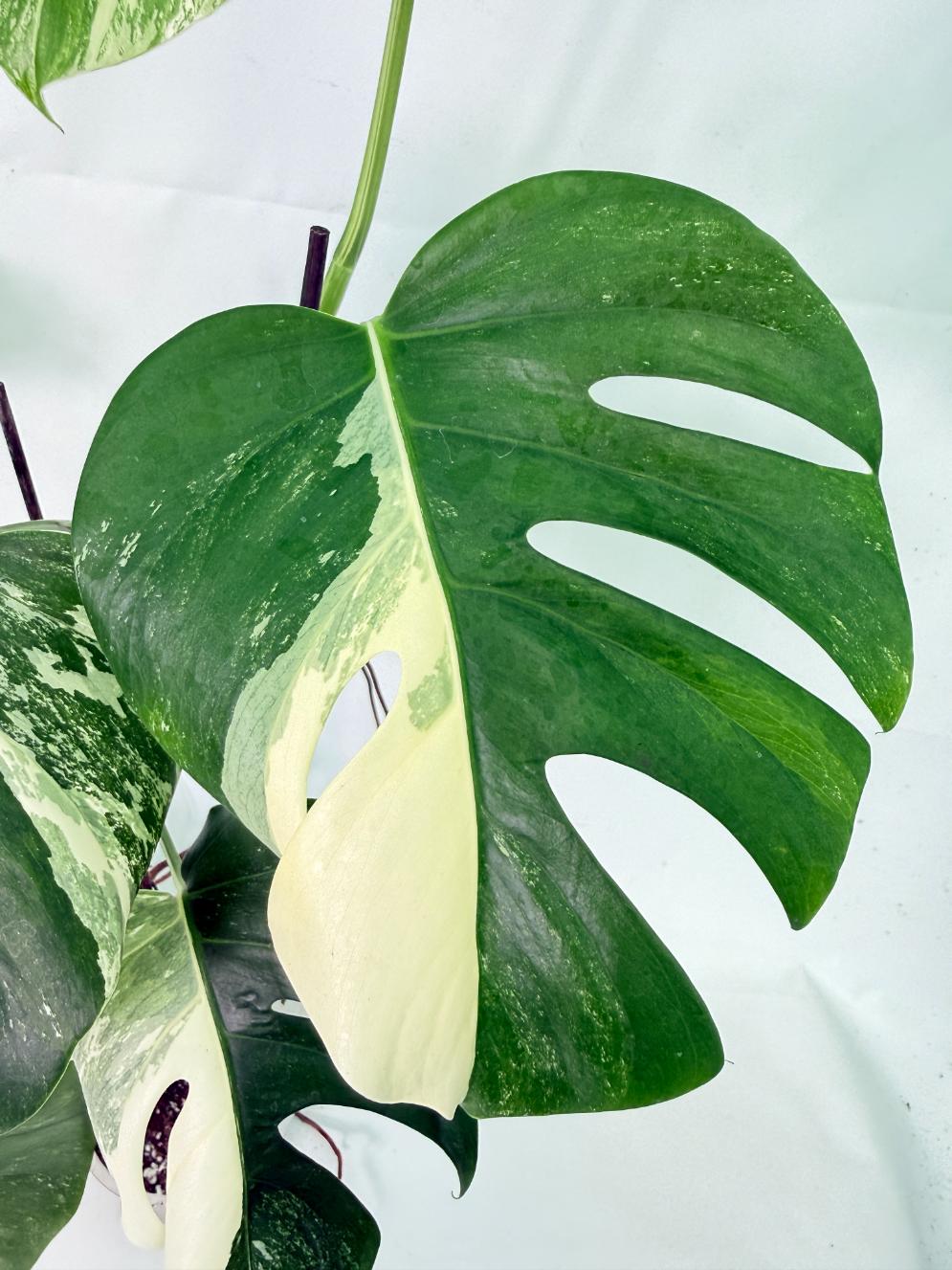Monstera Albo Variegata XL 04