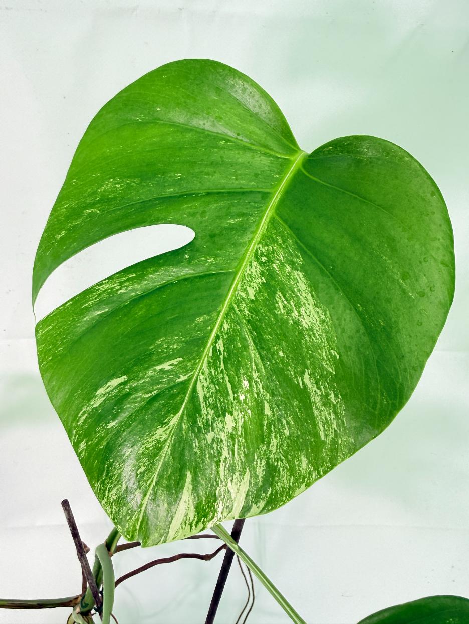 Monstera Albo Variegata XL 05