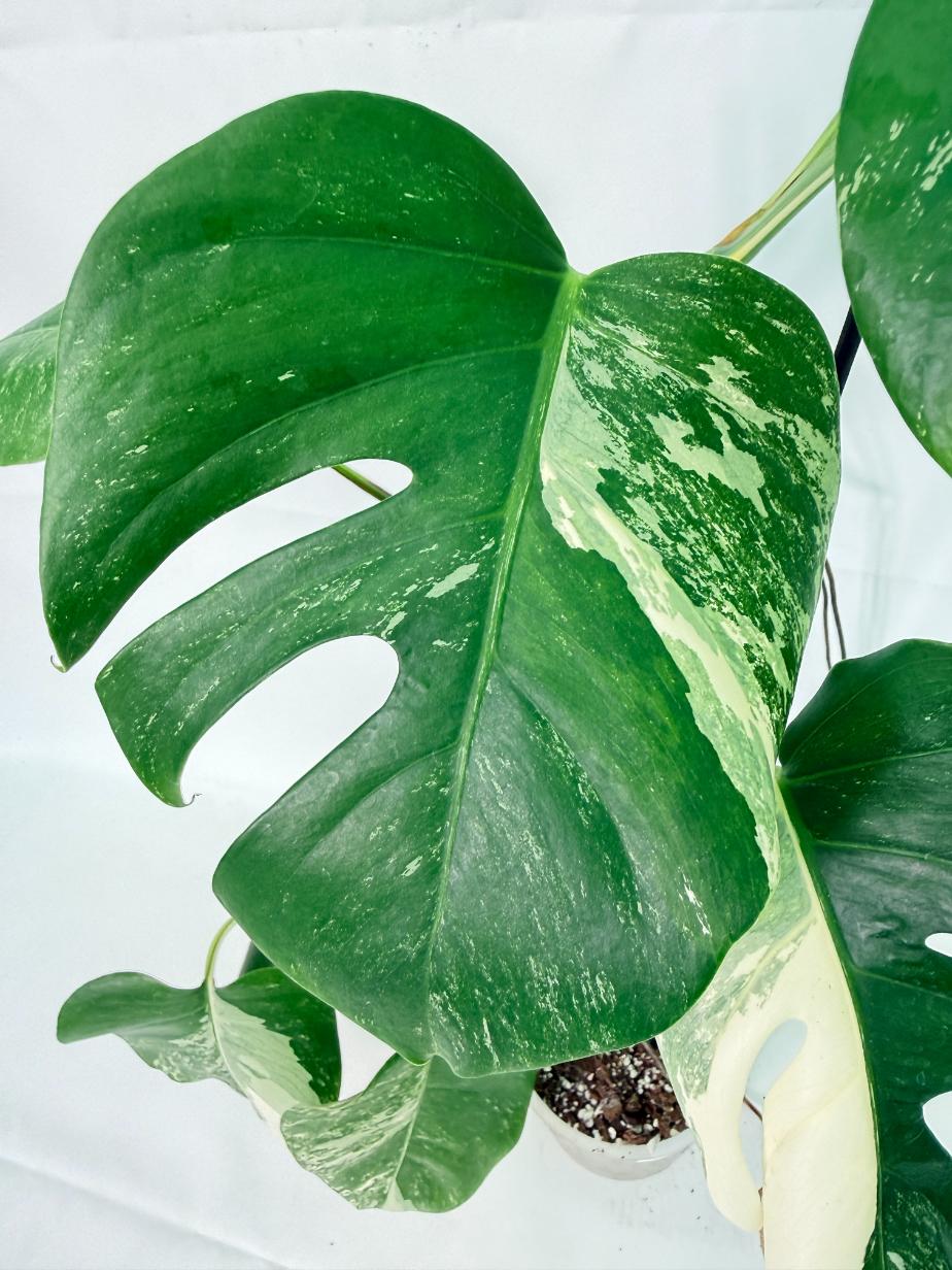 Monstera Albo Variegata XL 06