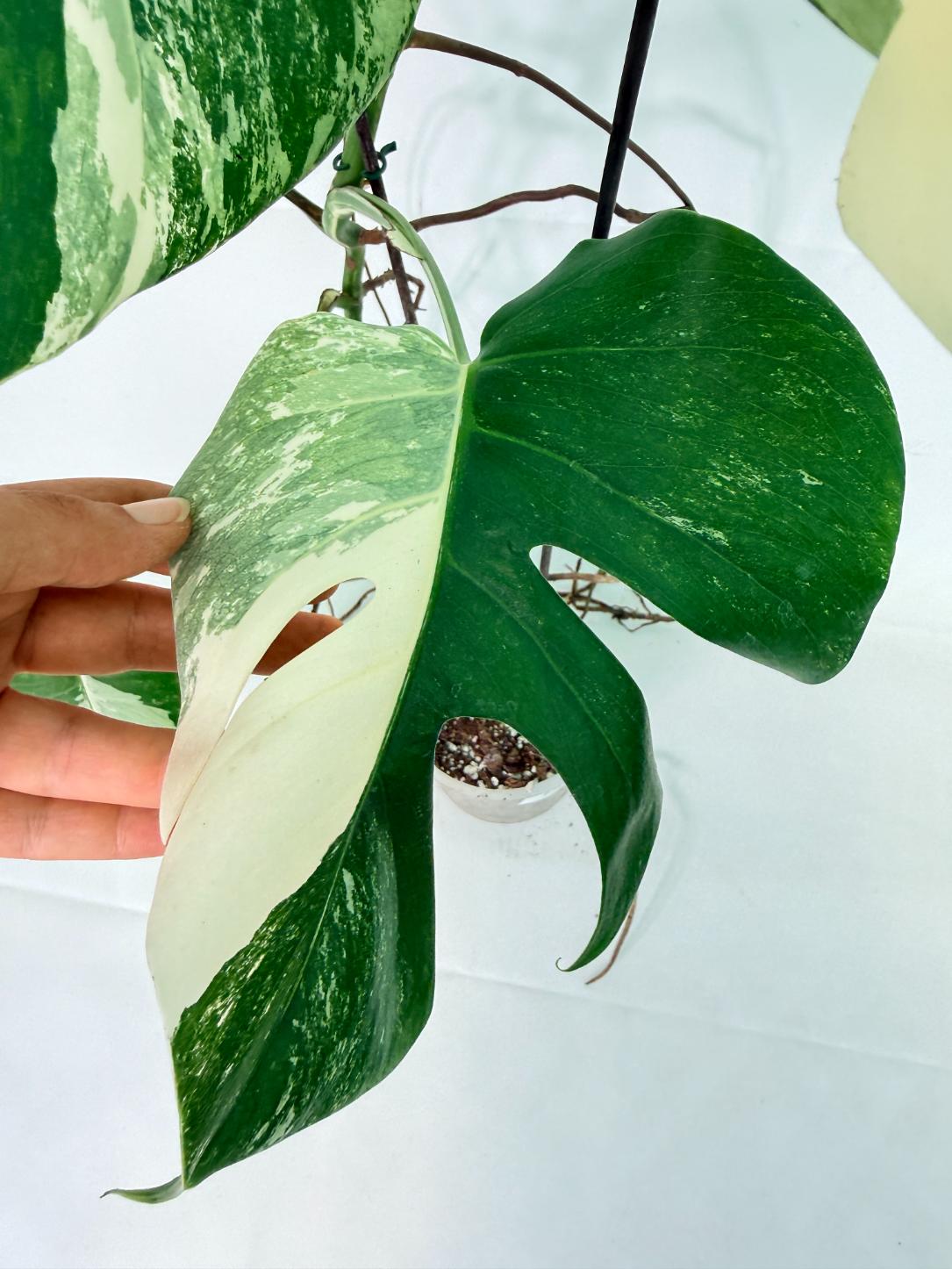 Monstera Albo Variegata XL 07