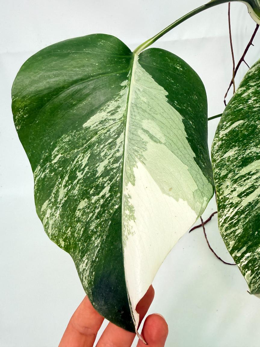 Monstera Albo Variegata XL 08