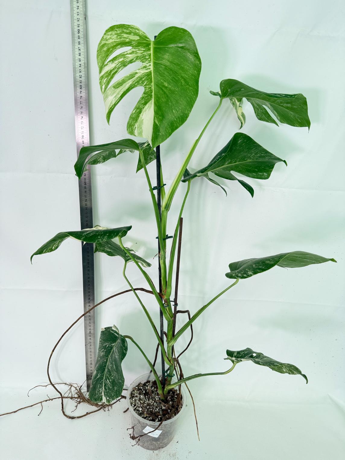 Monstera Albo Variegata XL 01