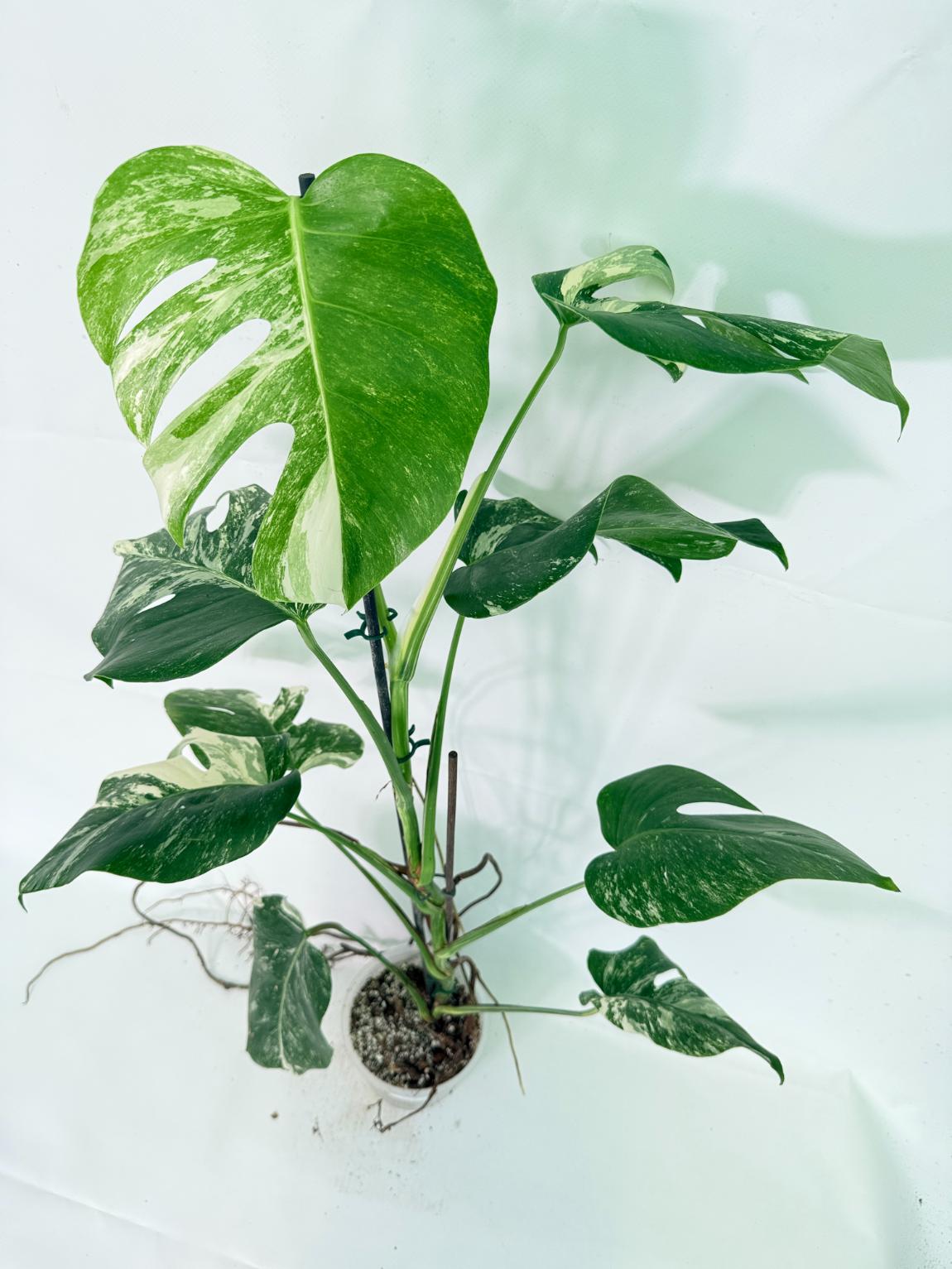 Monstera Albo Variegata XL 10