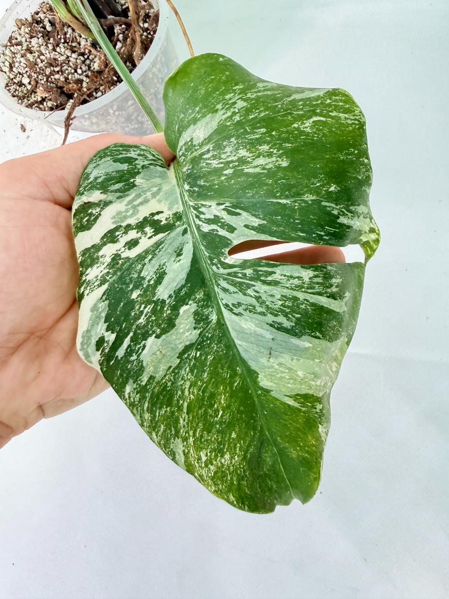 Monstera Albo Variegata XL 11