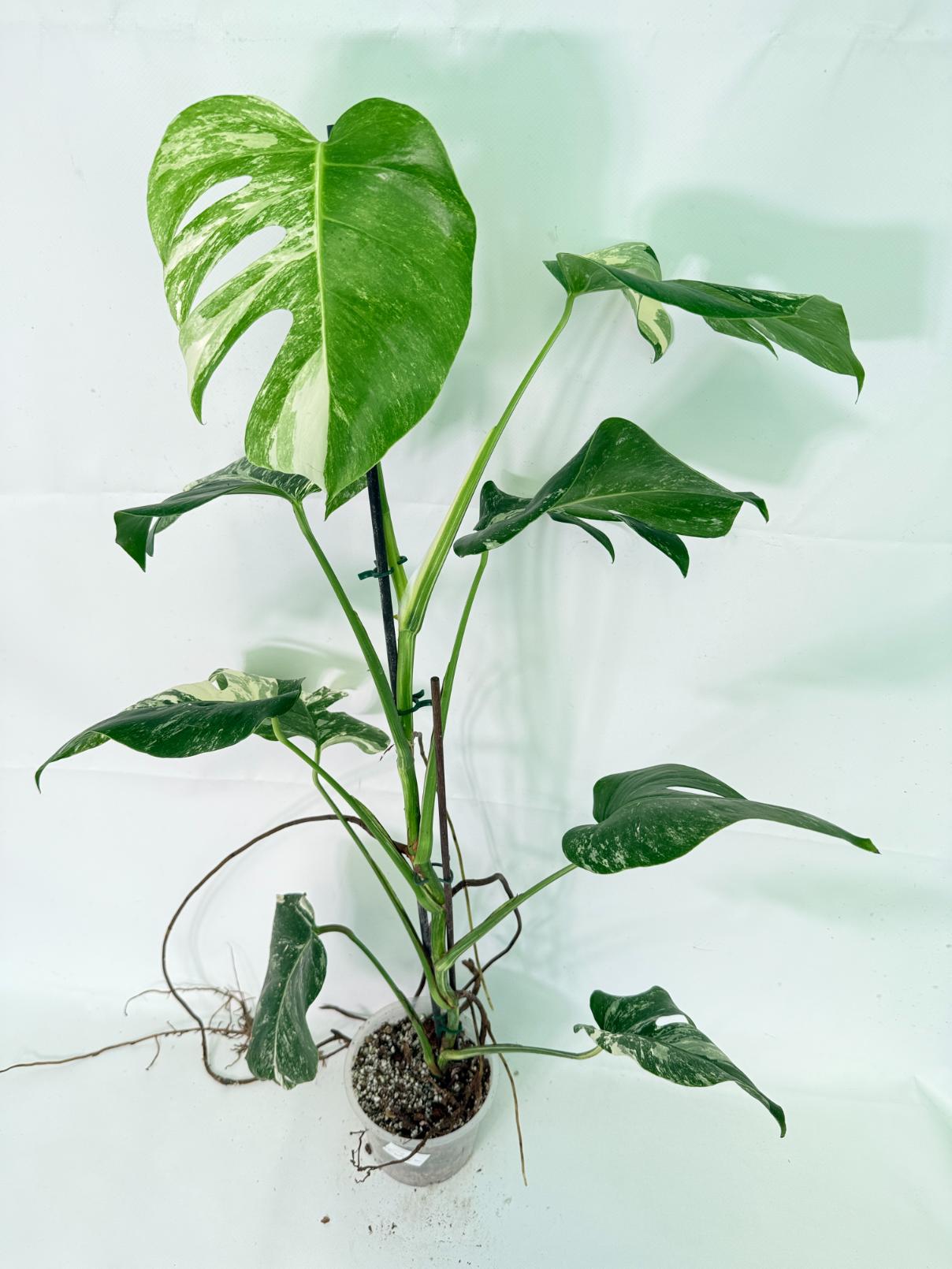 Monstera Albo Variegata XL 02
