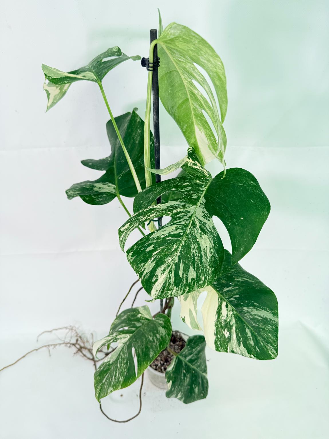 Monstera Albo Variegata XL 03