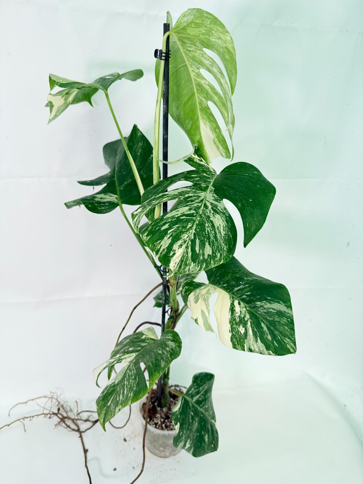 Monstera Albo Variegata XL 04