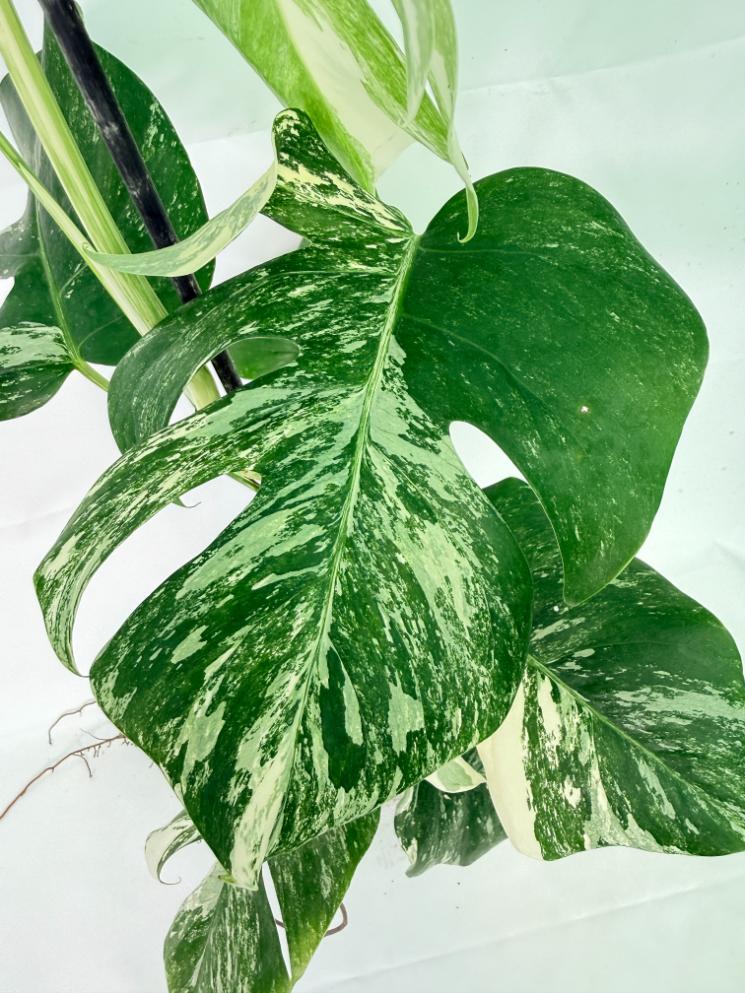 Monstera Albo Variegata XL 05