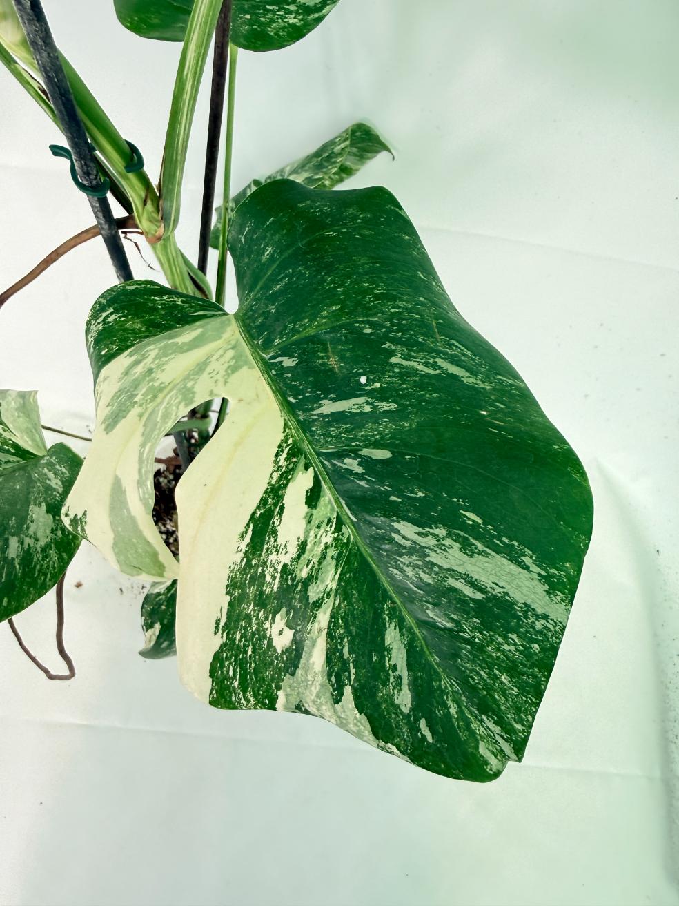 Monstera Albo Variegata XL 06