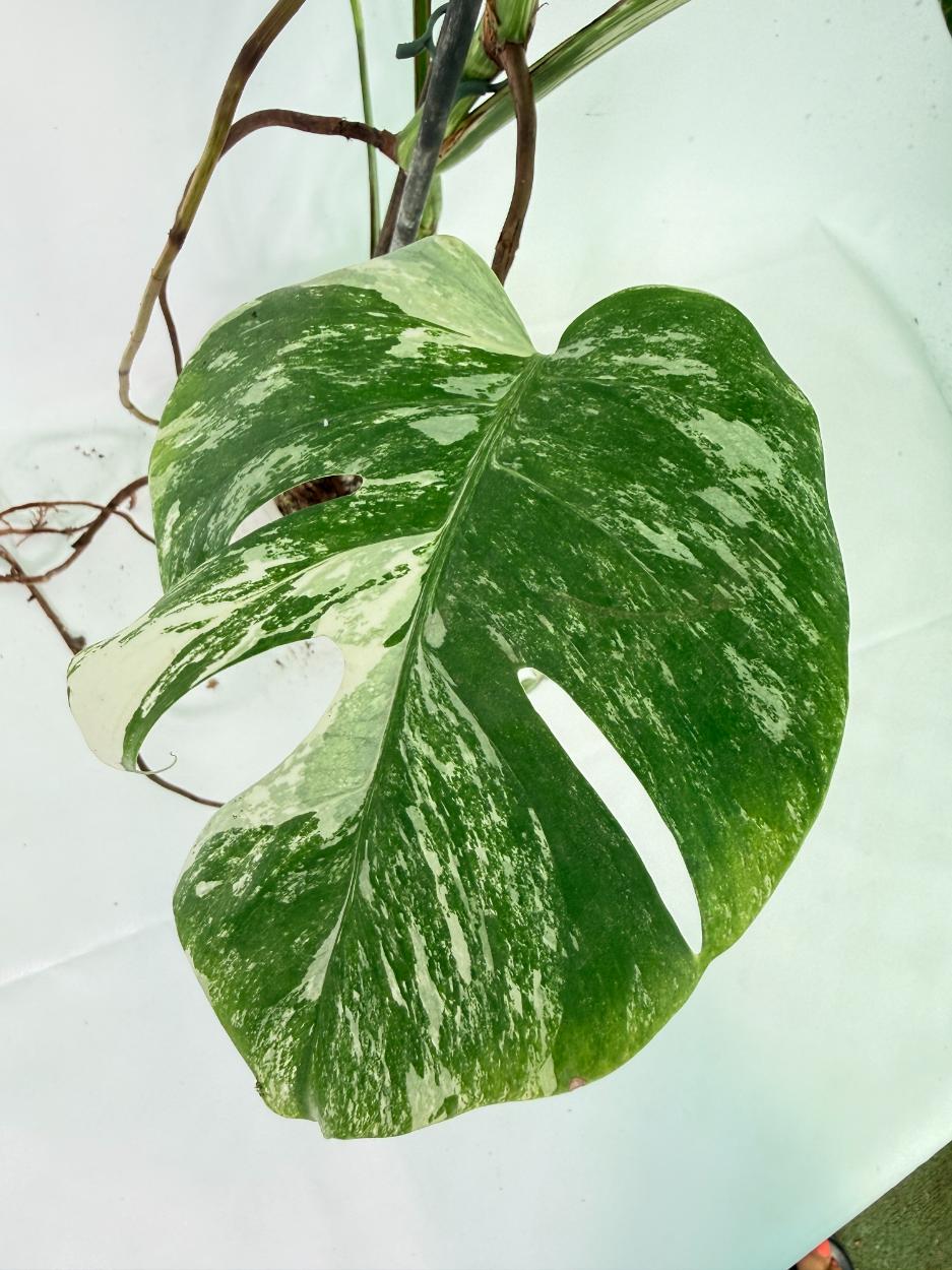 Monstera Albo Variegata XL 07