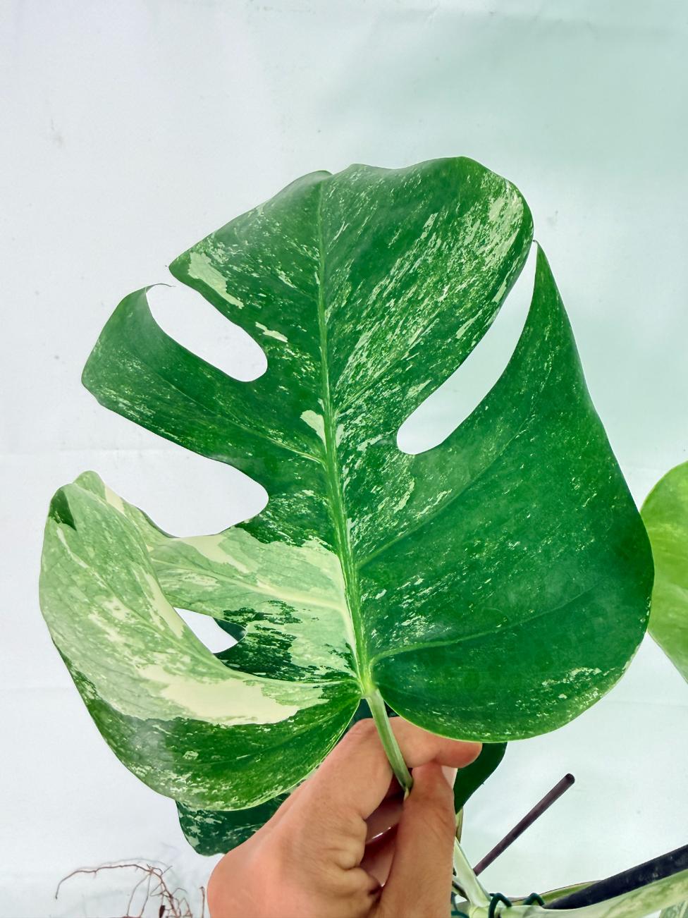 Monstera Albo Variegata XL 08