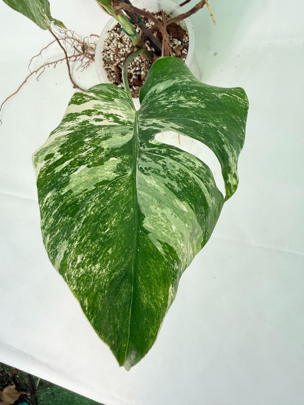 Monstera Albo Variegata XL 09