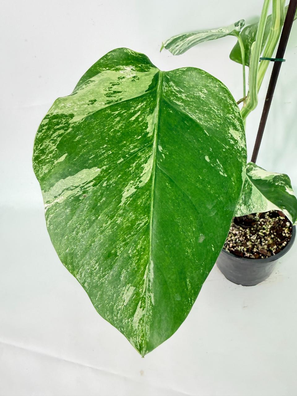 Monstera Albo Variegata XL 09